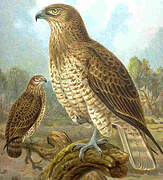 Short-toed Snake Eagle