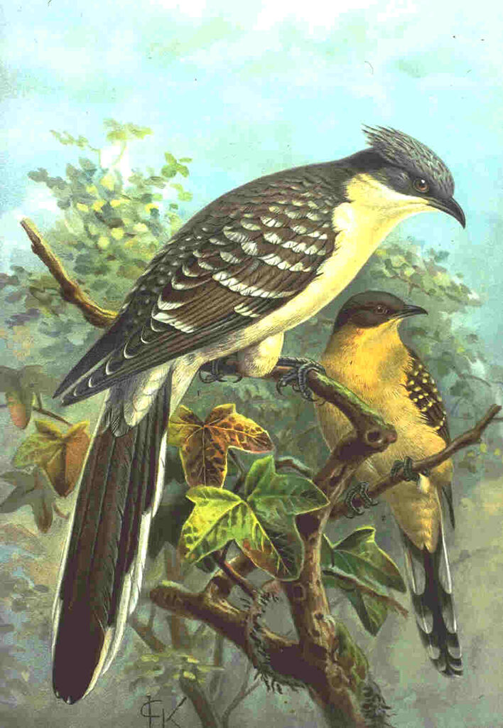 Great Spotted Cuckoo