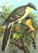 Great Spotted Cuckoo