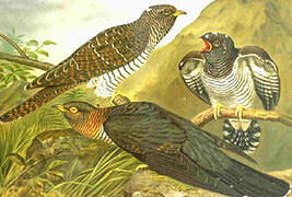 Common Cuckoo