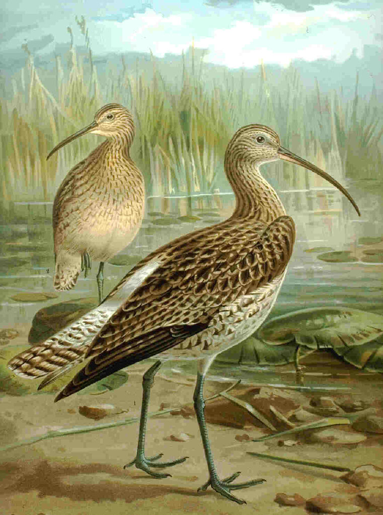 Eurasian Curlew