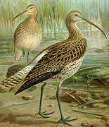 Eurasian Curlew