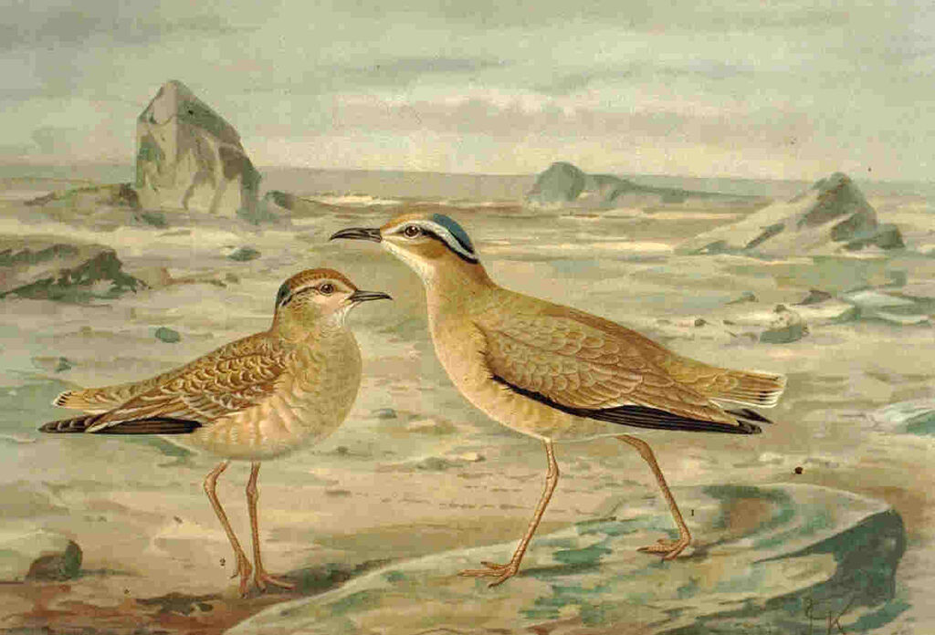 Cream-colored Courser