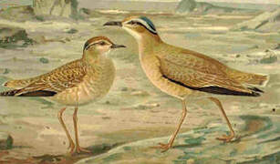 Cream-colored Courser