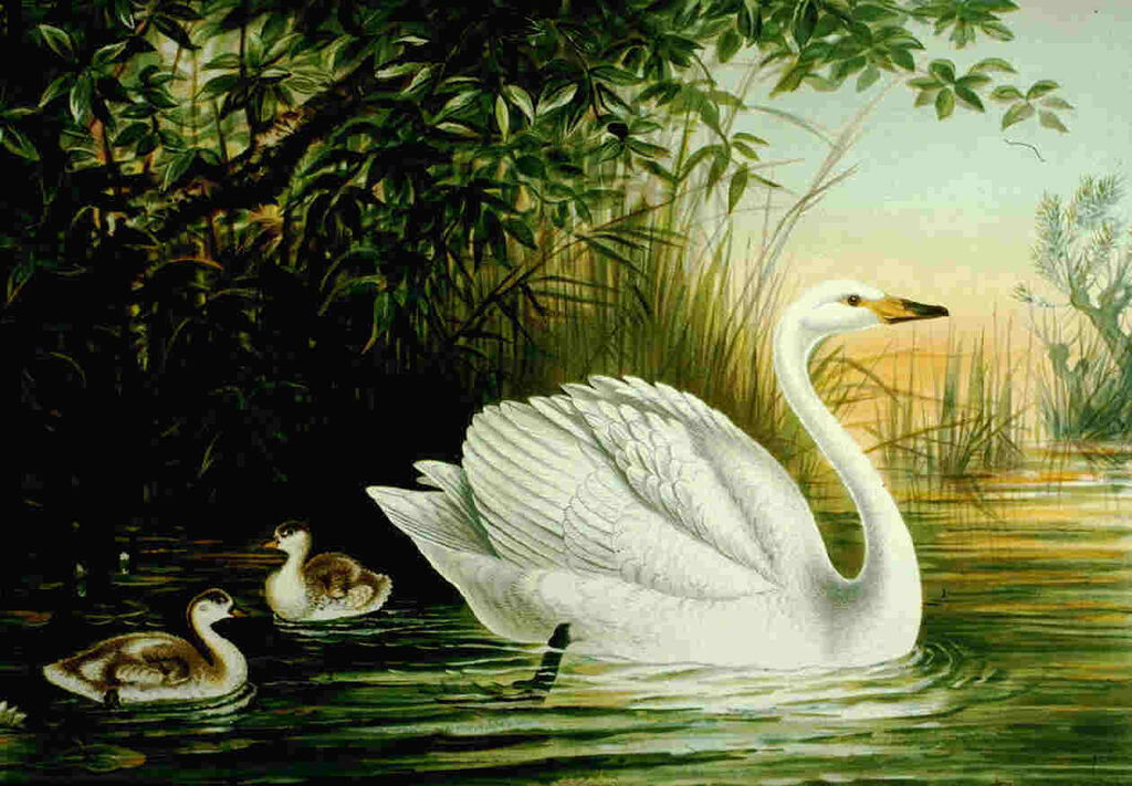 Cygne chanteur