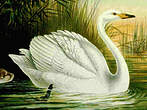 Cygne chanteur