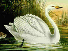 Whooper Swan