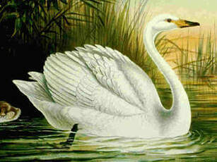 Cygne chanteur