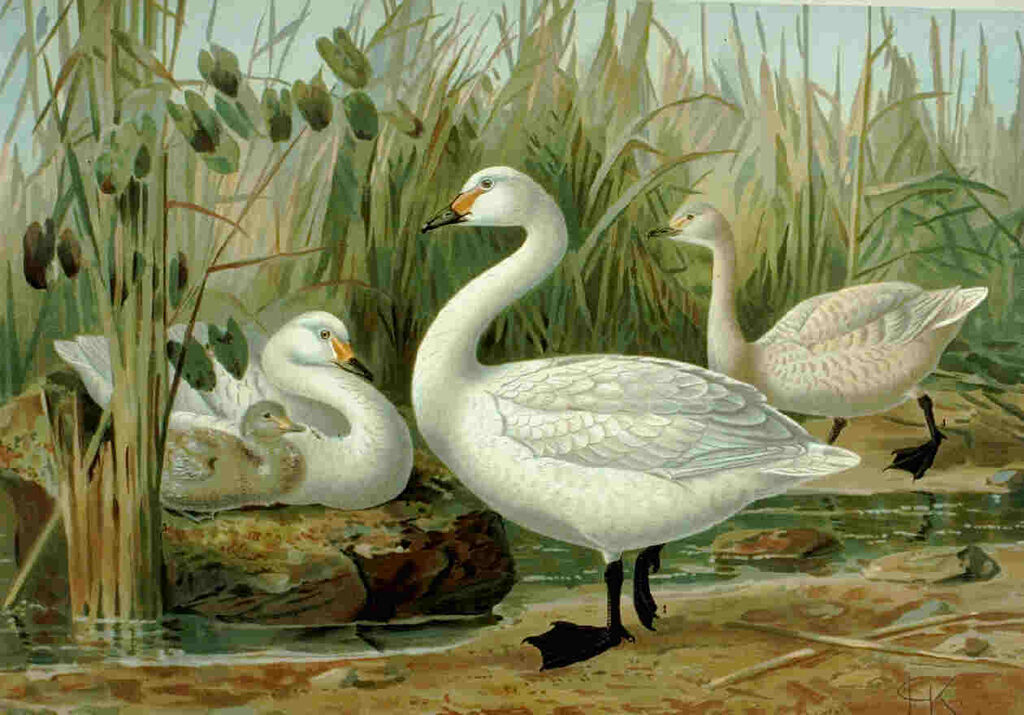 Cygne de Bewick