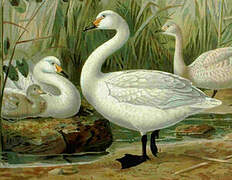 Cygne de Bewick