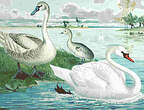 Cygne tuberculé