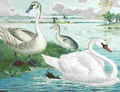 Cygne tuberculé