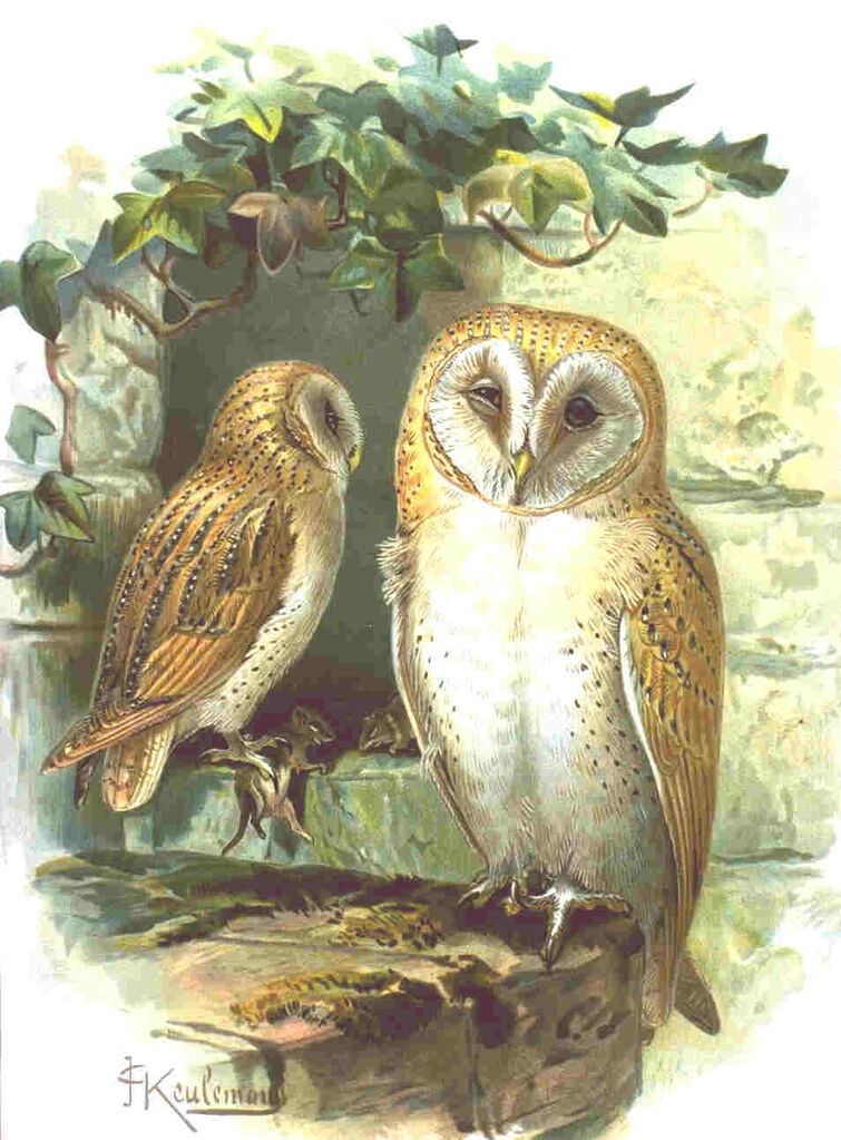 Western Barn Owl