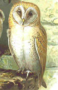 Western Barn Owl