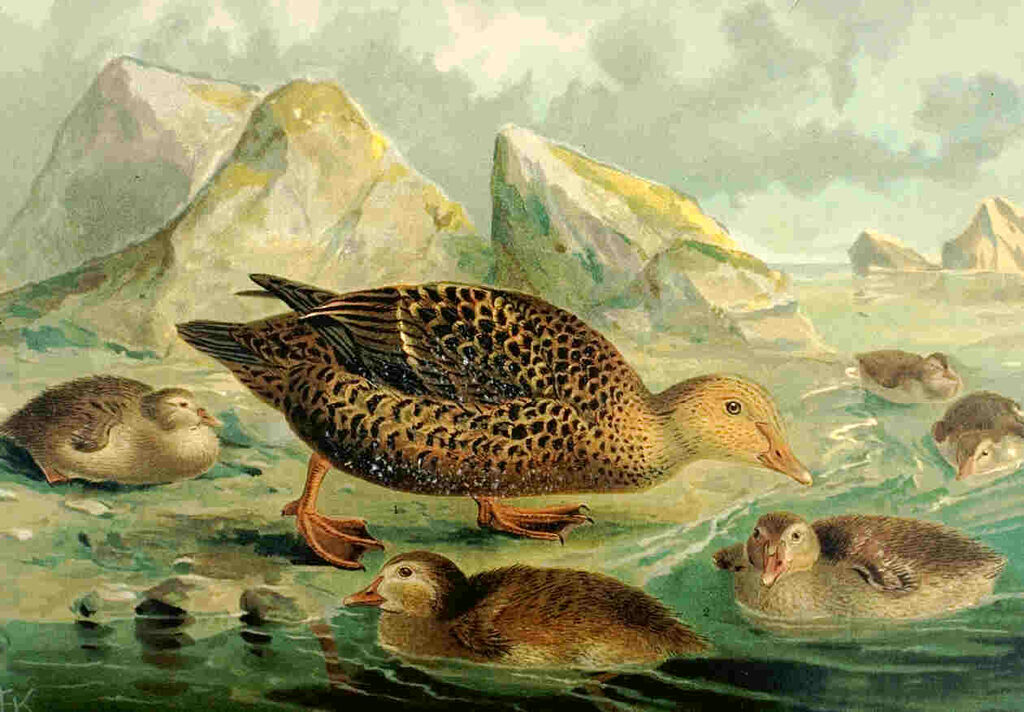 King Eider