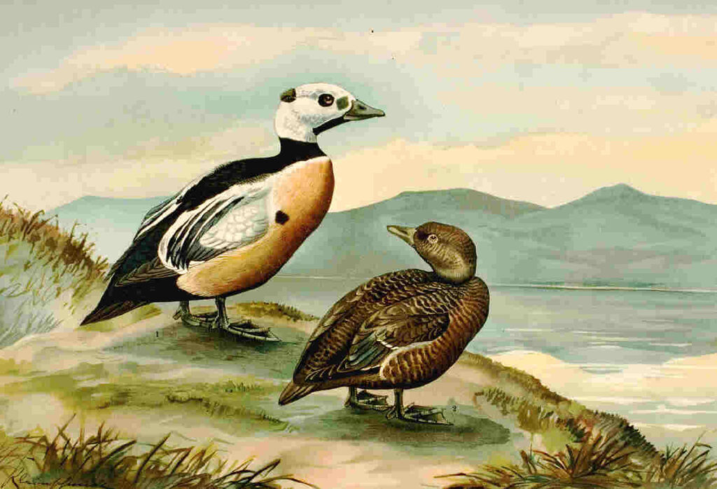 Eider de Steller