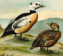 Steller's Eider