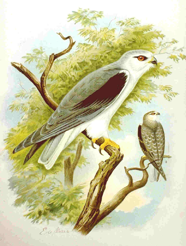 Black-winged Kite