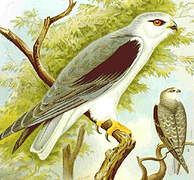 Black-winged Kite