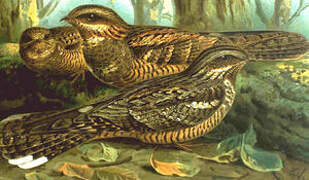 European Nightjar