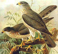 Levant Sparrowhawk