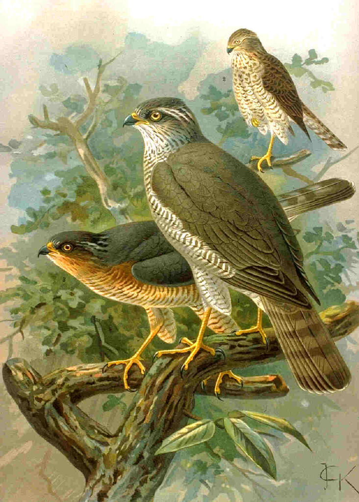 Eurasian Sparrowhawk