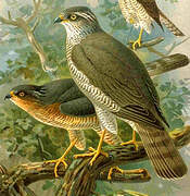 Eurasian Sparrowhawk