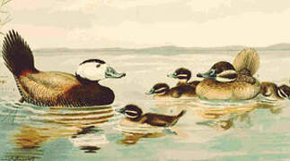 White-headed Duck