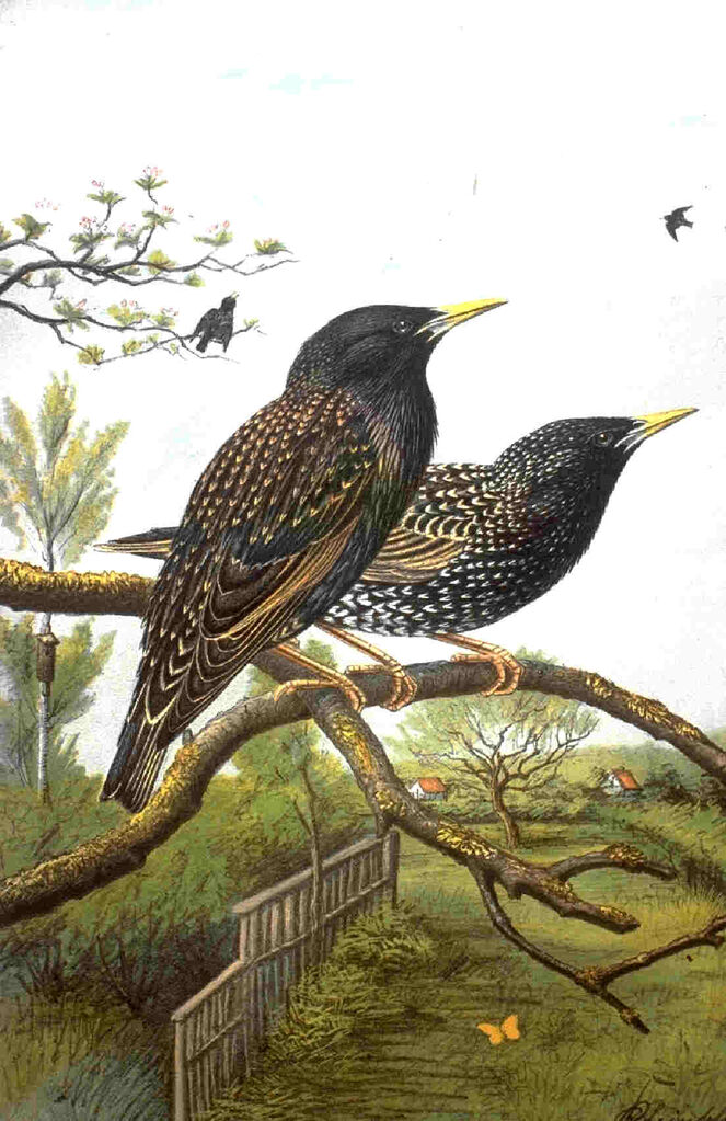 Common Starling