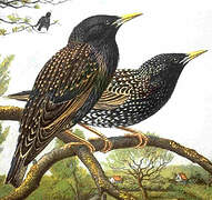 Common Starling