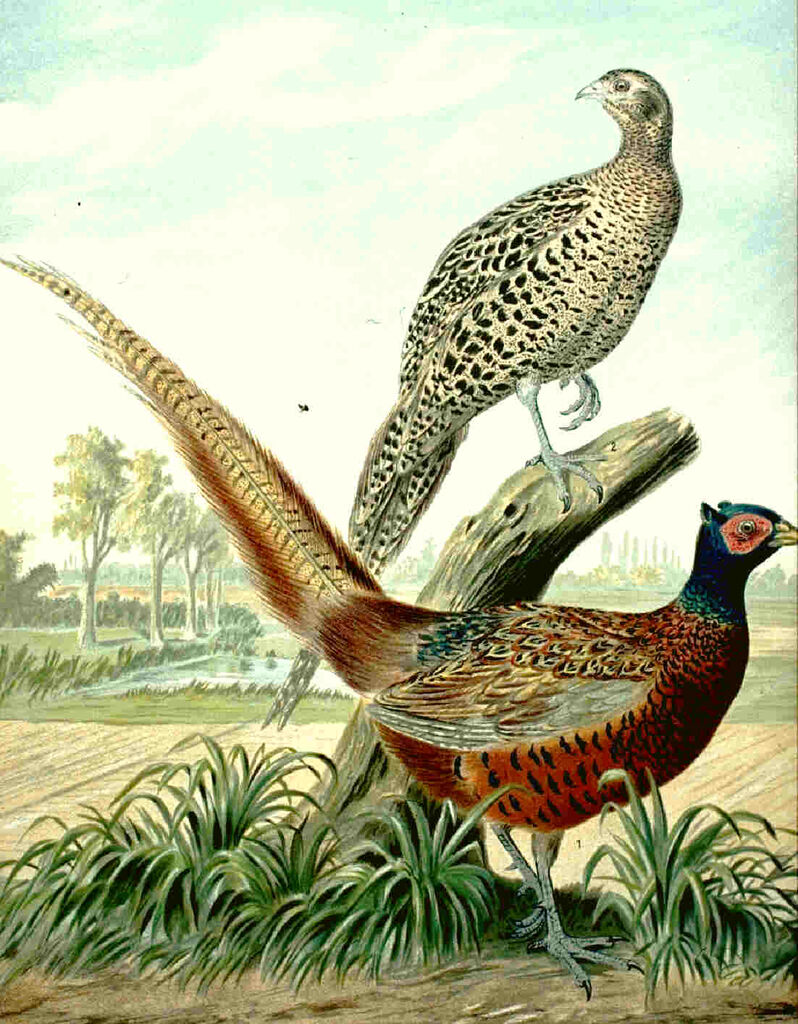 Common Pheasant