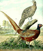 Common Pheasant