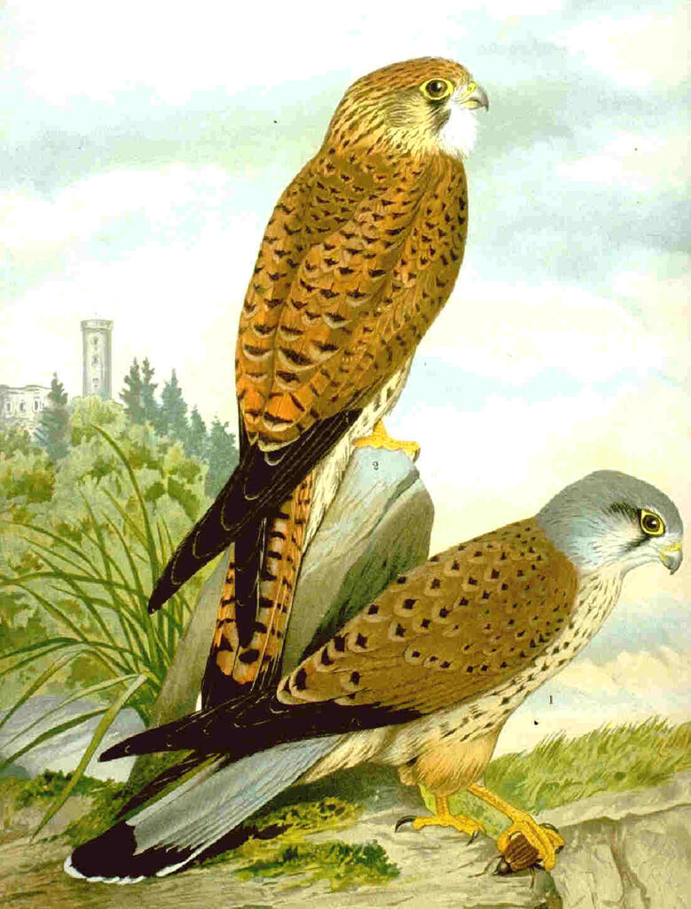 Common Kestrel