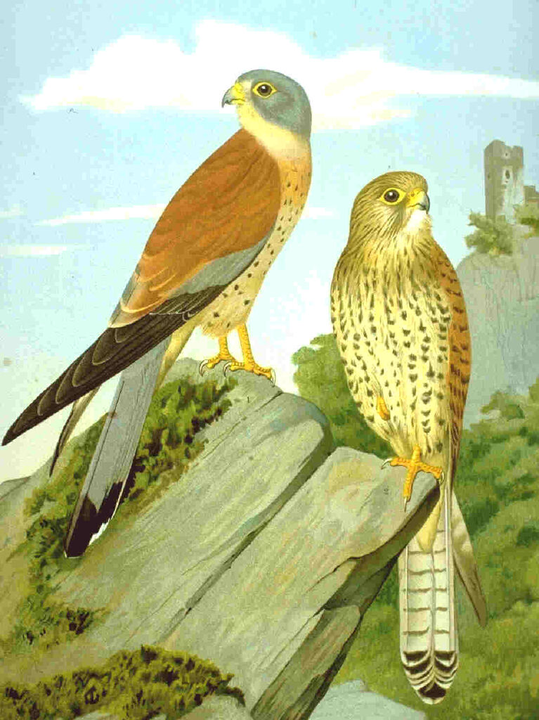 Lesser Kestrel