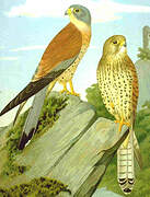 Lesser Kestrel