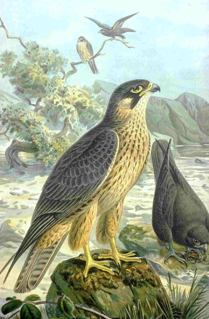 Eleonora's Falcon