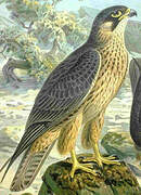 Eleonora's Falcon