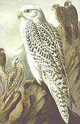 Gyrfalcon