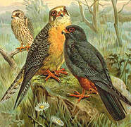 Red-footed Falcon