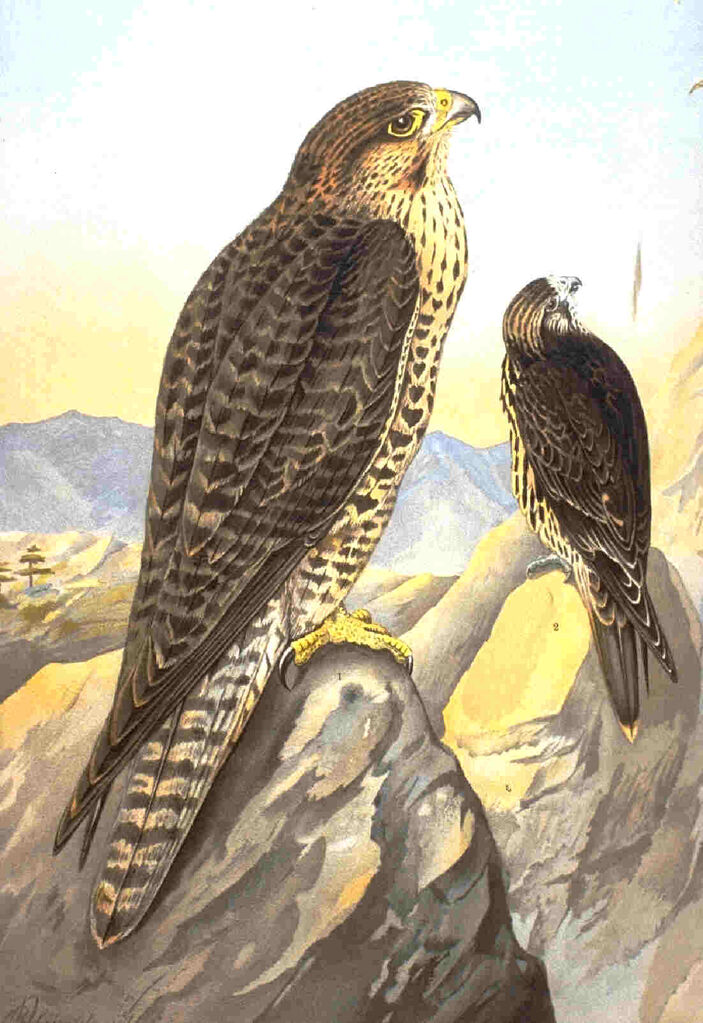 Lanner Falcon