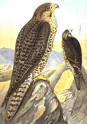 Lanner Falcon