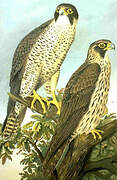 Peregrine Falcon