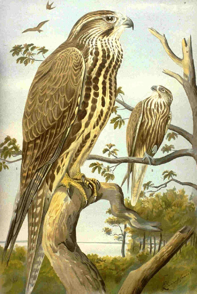 Saker Falcon