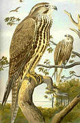 Saker Falcon