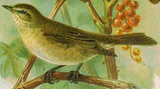 Garden Warbler