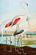 Greater Flamingo