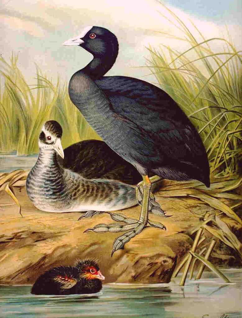 Eurasian Coot