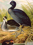 Eurasian Coot