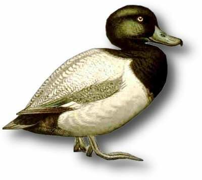 Greater Scaup