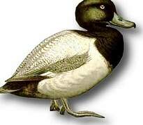 Greater Scaup